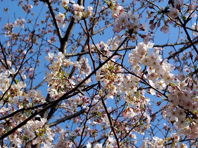 桜の木の下で_c0062832_1649715.jpg