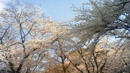 九品仏の桜_e0025732_1321254.jpg