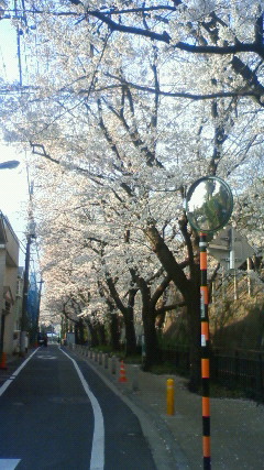 九品仏の桜_e0025732_135953.jpg