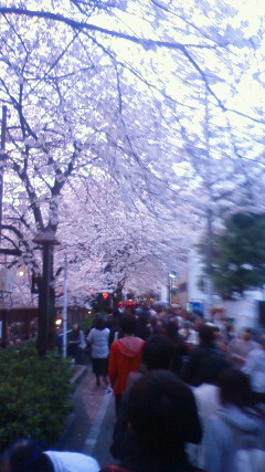 九品仏の桜_e0025732_136344.jpg