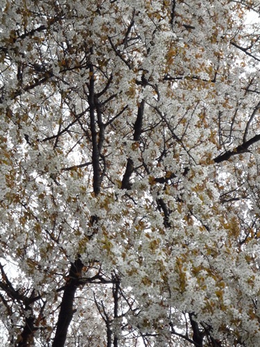 新宿御苑の桜_d0037233_1381761.jpg