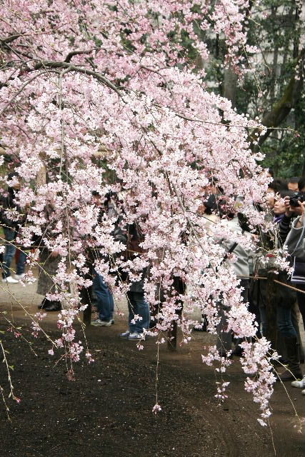 六義園2010_e0064133_0412754.jpg