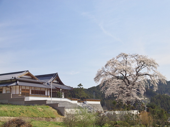 桜花巡礼2010～奈良・天益寺から真光寺～　_e0080133_1291290.jpg