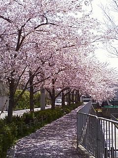 桜の下で_c0038434_23525498.jpg