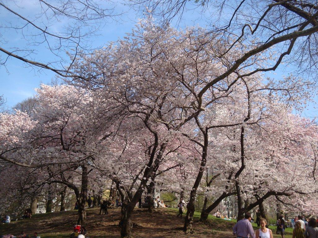 Cherry blossom at Central Park_b0115536_12531618.jpg