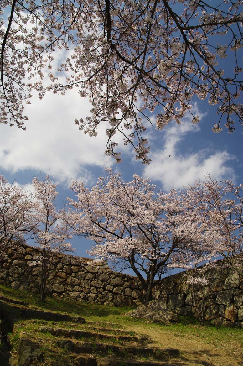 湊山公園／見上げる桜_f0227938_1955593.jpg