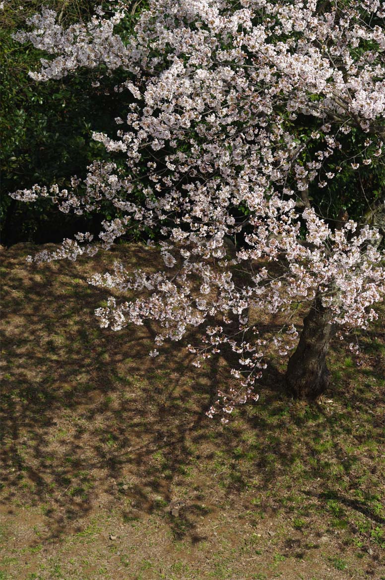 湊山公園／見下ろす桜_f0227938_22544112.jpg