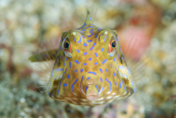 浮遊生物と一緒に。。。_b0186442_18203757.jpg