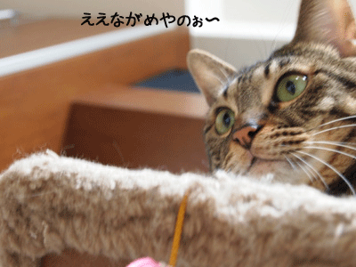 f0116546_0521364.gif