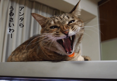 f0116546_0531731.gif