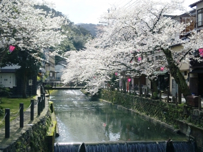 城崎温泉木屋町の桜_e0089650_14534616.jpg