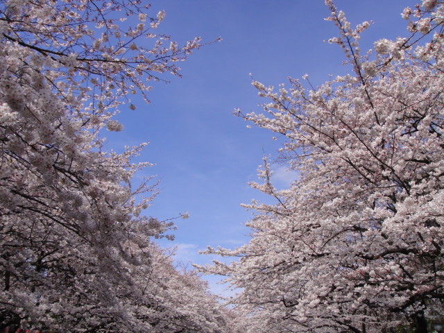 【Spring】桜 of 2010_f0077051_1144225.jpg