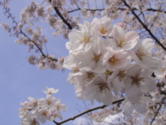 【Spring】桜 of 2010_f0077051_1245189.jpg