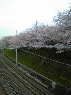 京成稲毛の桜並木_e0190453_11122864.jpg