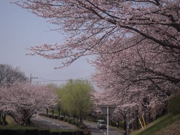 今年の桜_e0109554_18211631.jpg
