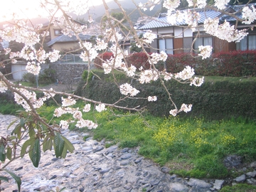 今年の秋月の桜_a0027555_20223238.jpg