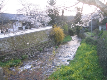 今年の秋月の桜_a0027555_20262729.jpg