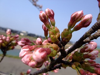 ☆桜の開花情報☆_c0208355_11375268.jpg