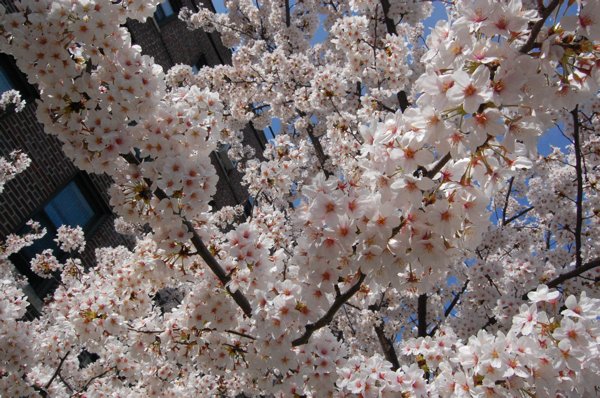 ニューヨークは桜が満開　_f0088456_12512632.jpg