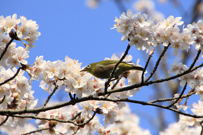 公園の野鳥_f0147858_20572866.jpg