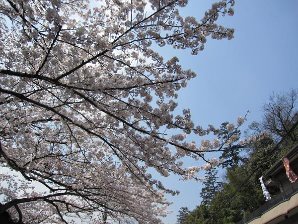 2010年4月6日かねよ桜実況中継_c0078659_16324051.jpg