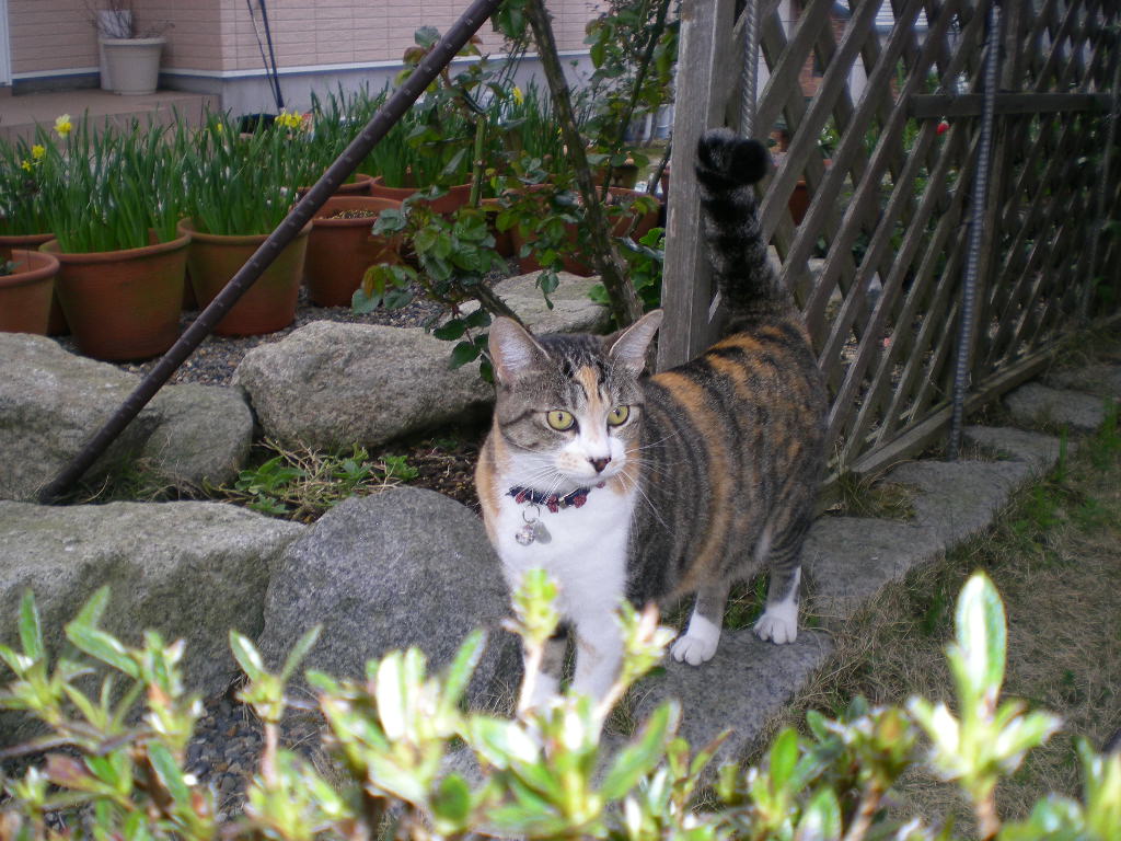 2010年4月6日(火)春かすみ~!_f0060461_9474653.jpg