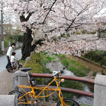 呑川緑道の桜5 2010_f0178061_2312238.jpg