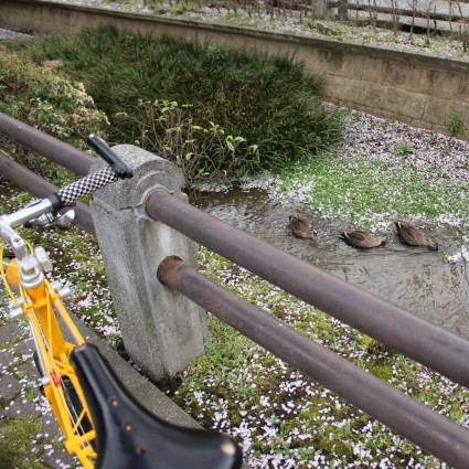 呑川緑道の桜5 2010_f0178061_2312482.jpg