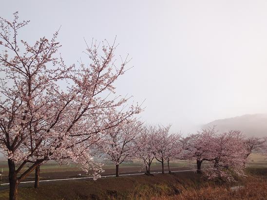 北条大池の桜、開花情報　４月６日（火）_b0124462_1036115.jpg