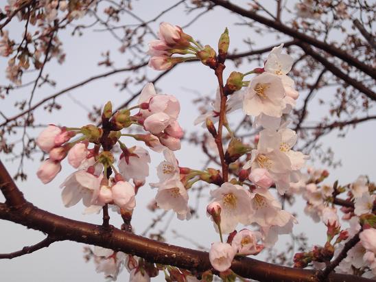 北条大池の桜、開花情報 4月6日(火)_b0124462_10364212.jpg