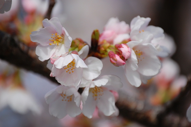 地元の桜2010・・・①_d0149663_1853510.jpg