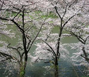 おひとりさまの花見　その三_f0139963_22293475.jpg