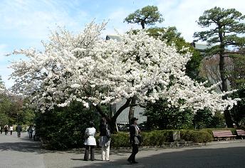 おひとりさまの花見　その三_f0139963_22382488.jpg