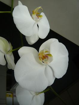 c0100865_6561359.jpg