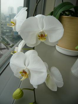 c0100865_6591441.jpg
