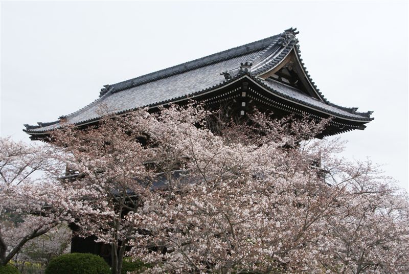 2010-03 桜・紀州路_c0185066_1336751.jpg