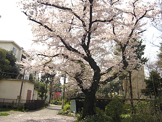 桜 2010_a0081172_14365088.jpg