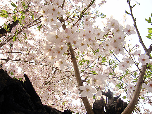 桜 2010_a0081172_1437884.jpg