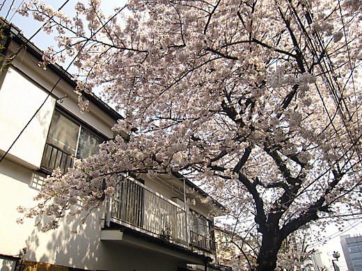 桜 2010_a0081172_14391319.jpg