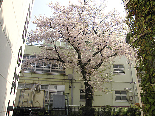 桜 2010_a0081172_14393072.jpg