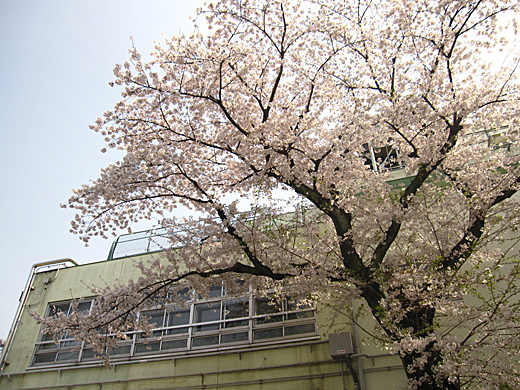 桜 2010_a0081172_1439384.jpg