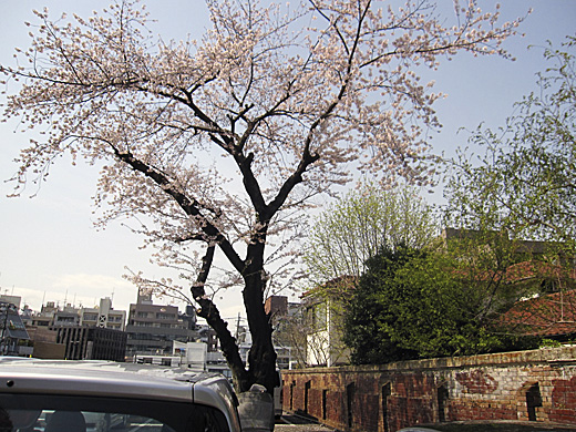 桜 2010_a0081172_14401176.jpg