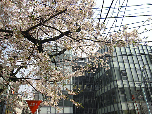 桜 2010_a0081172_14535013.jpg