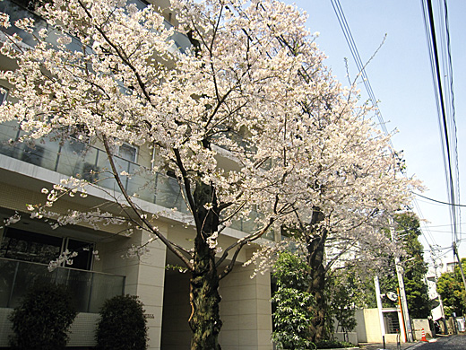 桜 2010_a0081172_145417.jpg