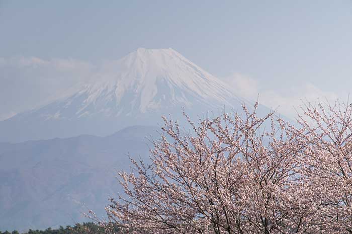 富士山と桜_c0085877_716343.jpg