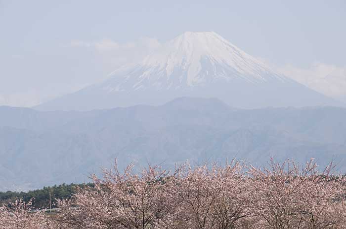 富士山と桜_c0085877_7164211.jpg