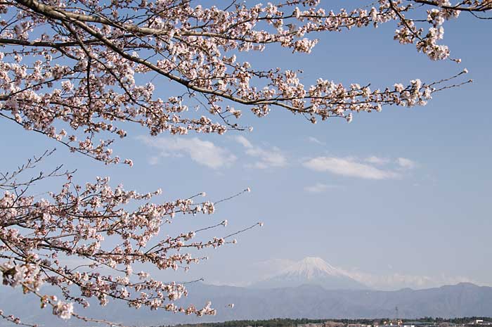 富士山と桜_c0085877_7164969.jpg