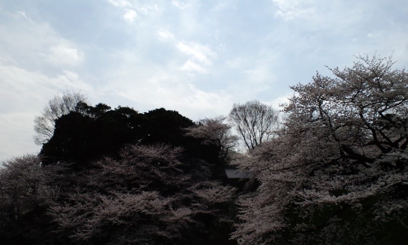 踊ってきました　桜バザール２０１０_f0053077_11224434.jpg