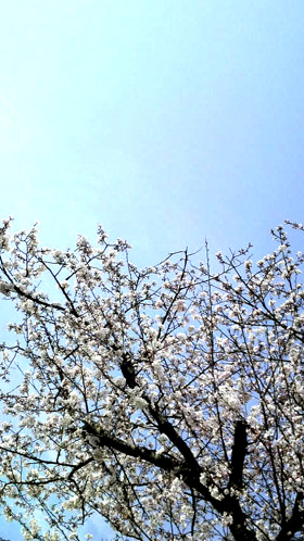桜咲く_a0133078_15185743.jpg
