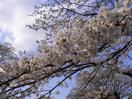 夙川のさくら♪_f0001378_21474990.jpg